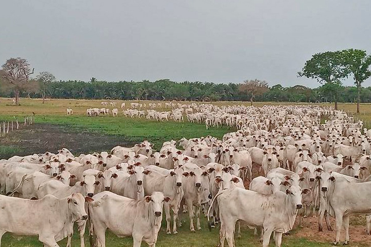 Agropecuária Recomeço promove liquidação total no dia 12 de outubro